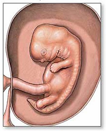 Embrión en el segundo mes de embarazo